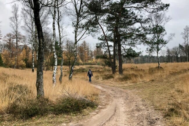 Planken Wambuis Wandelmagazine Nu