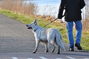 wandelen met de hond